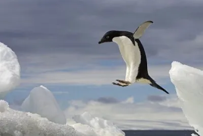 pinguino