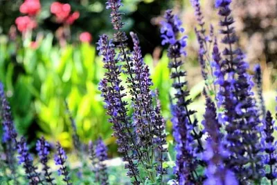 Foto jigsaw puzzle