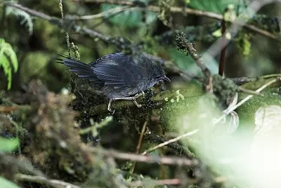 Tapaculo ash-colored