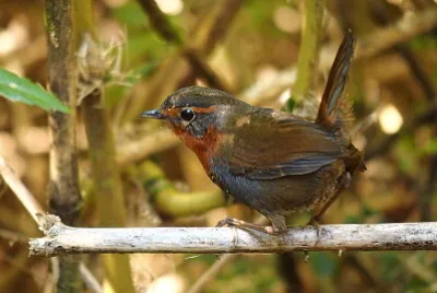 Tapaculo chucao