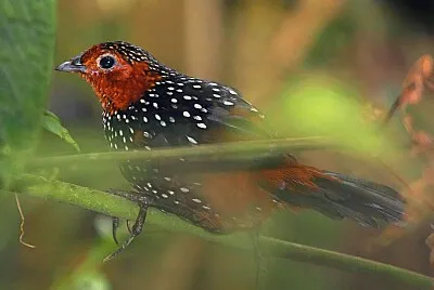 Tapaculo ocellated