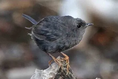 Tapaculo scuro