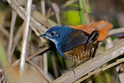 Tapaculo white breasted