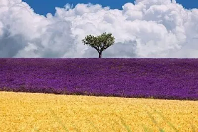 Campo colorido
