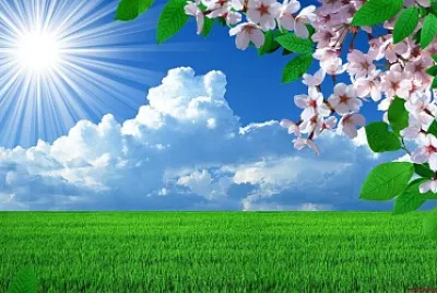 Campo e flores