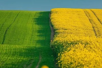 Campo verde e amarelo jigsaw puzzle