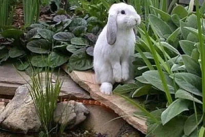 conejo