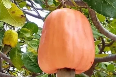 פאזל של CENÃRIO K376