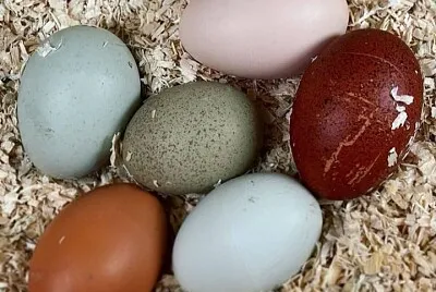 פאזל של CENÃRIO K377