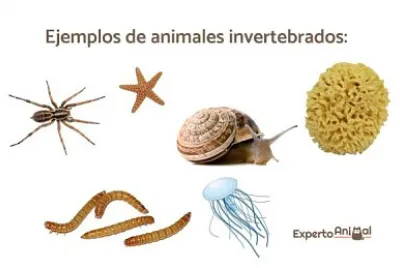 invertebrados