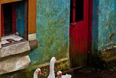 patos