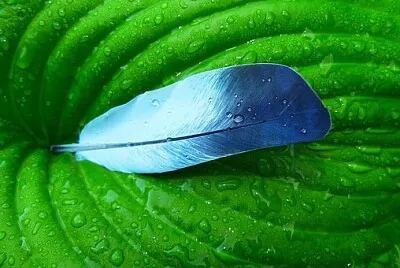 pop