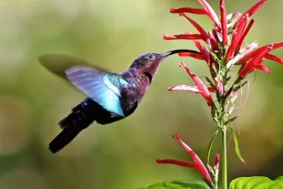Colibrì dei caraibi golapurpurea