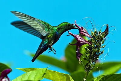 Colibrì dei caraibi sericeo