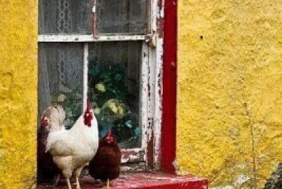 gallinas