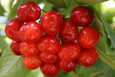 Mes cerises, Salles, Tarn