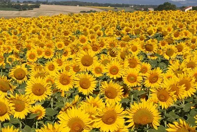 Champ de tournesol, Tarn
