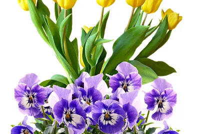 flores