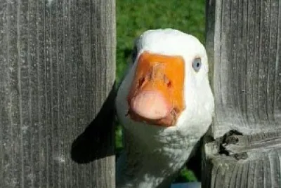 pato