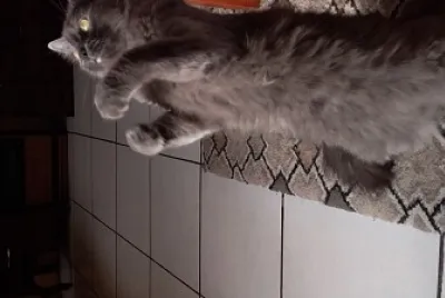 Gato Simon