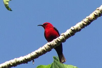 Myzomela cardinal