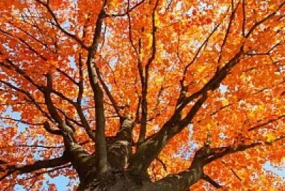 naturaleza