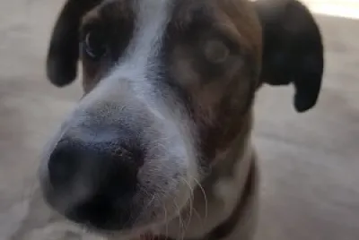Mi perro