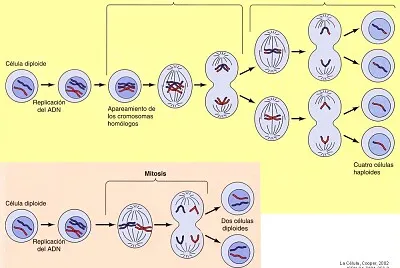 MITOSIS VS MEIOSIS