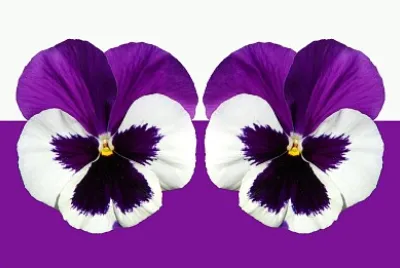 purpura