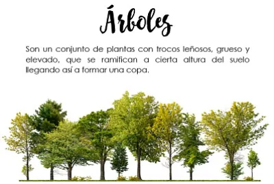 Cuentas de Activo No Corriente
