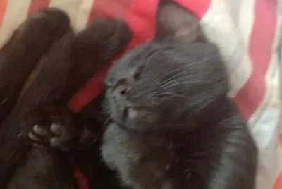 gata zafira