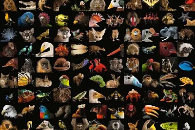 animals