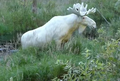 Rare White Mooses, nova scotia