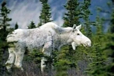 Rare White Mooses 02 in nova scotia jigsaw puzzle
