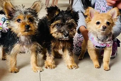 Cachorros