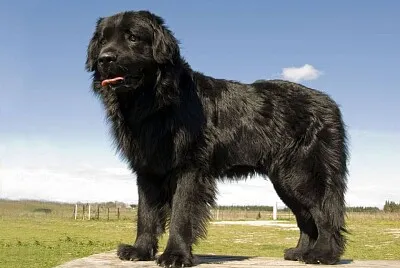 Newfoundland