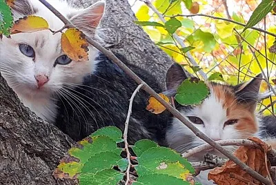 gatitos