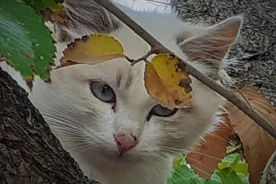 gatito
