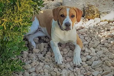 perrito-ty