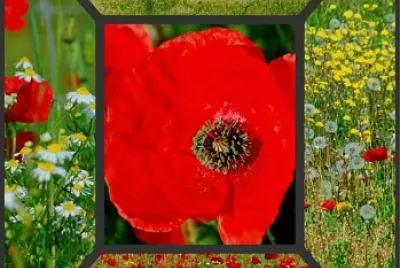 primavera jigsaw puzzle