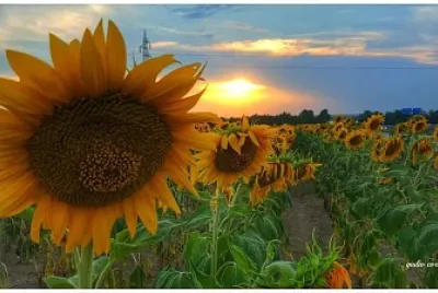 girasoli jigsaw puzzle