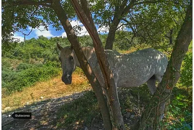 cavallo curioso jigsaw puzzle
