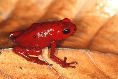 Oophaga speciosa jigsaw puzzle