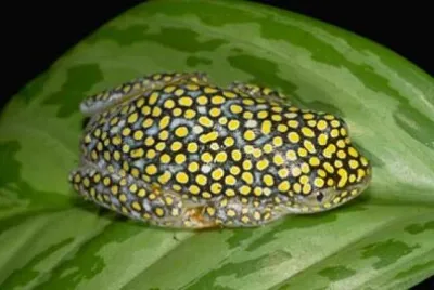 Heterixalus alboguttatos jigsaw puzzle