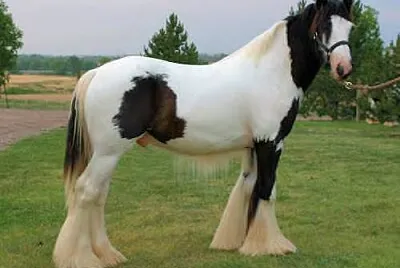 Cob