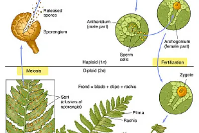 fern LC