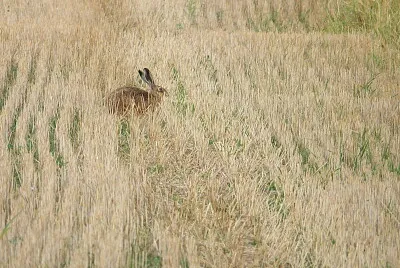 Lapin dans les bles