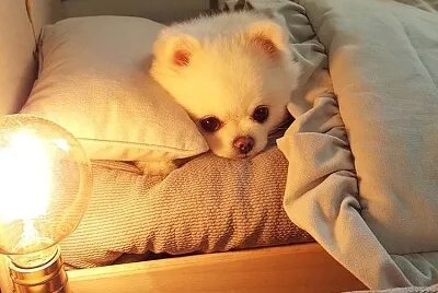 doguinho jigsaw puzzle