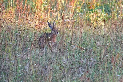 Lapin de prairie et soleil