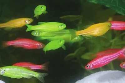 Foto